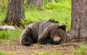 Видеть во сне медведя