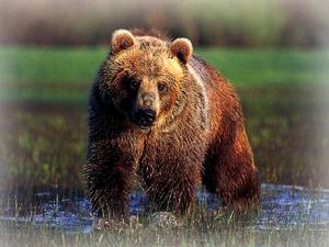 Значение сна про медведей