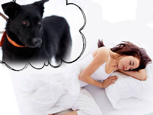 К чему видеть во сне собаку