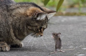 Кот поймал мышь сонник