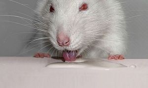 Крыса - переносчик болезней; что-то очень отталкивающее, неприличное