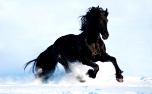 Что означает сон с черной лошадью для  женщины