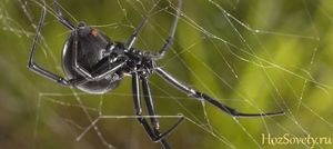 Ядовит ли черный паук