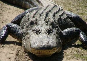 Сон о крокодиле: значение