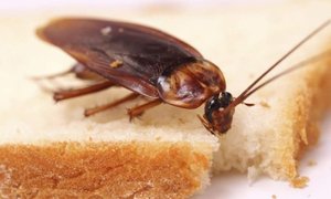 К чему снятся тараканы: варианты толкований 