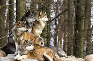 Сонники про волков