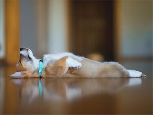 Важность деталей во сне о мертвой собаке