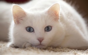 Белая кошка во сне