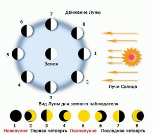 Влияние Луны  описание фаз
