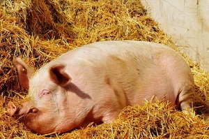 Видеть свиней во сне