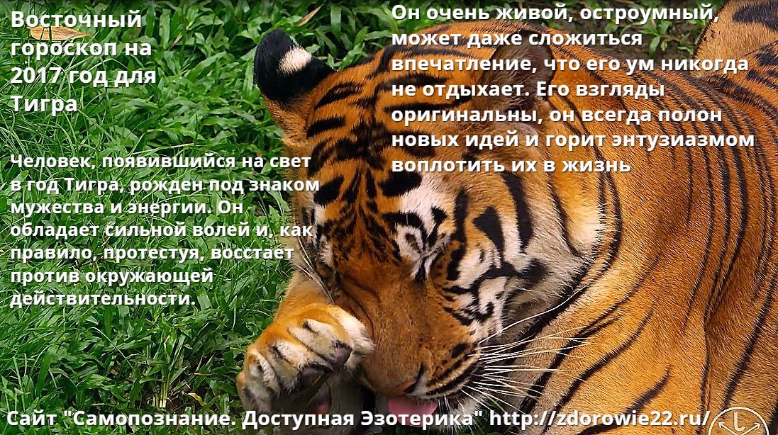 Рожденные в год тигра в 2024. Год тигра. Рожденные в год тигра. Тигр по гороскопу. С днем рождения тигр.