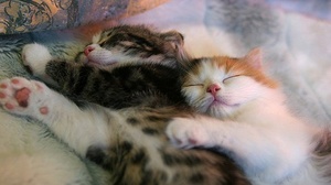 Беременные кошки на лежанке дома