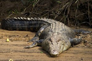 Видеть крокодила во сне