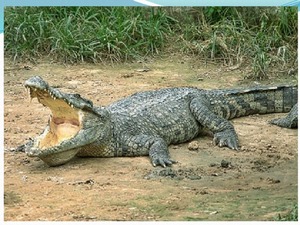 Видеть во сне крокодила