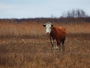 Особенности снов про корову