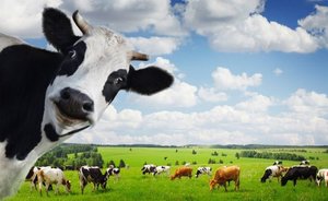 Как растолковать сон про корову