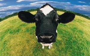 К чему видеть корову