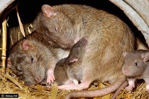 Что в сонниках говорится про крыс