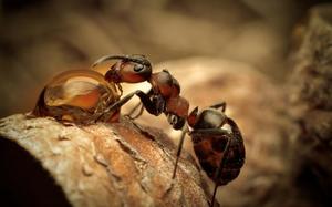 Сонник о муравейниках и муравьях