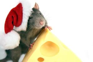Новогоднее развлечение для крыс