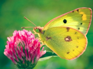 Бабочка – символ процветания 