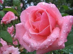 Роза — сулит радость 