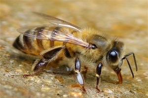 Чем лечить укус пчел 