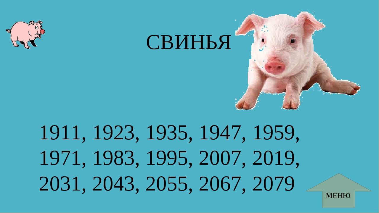 Собака свинья год. Год свиньи. Год свиньи какой год. Когда будет год свиньи. В каком году будет год свиньи.