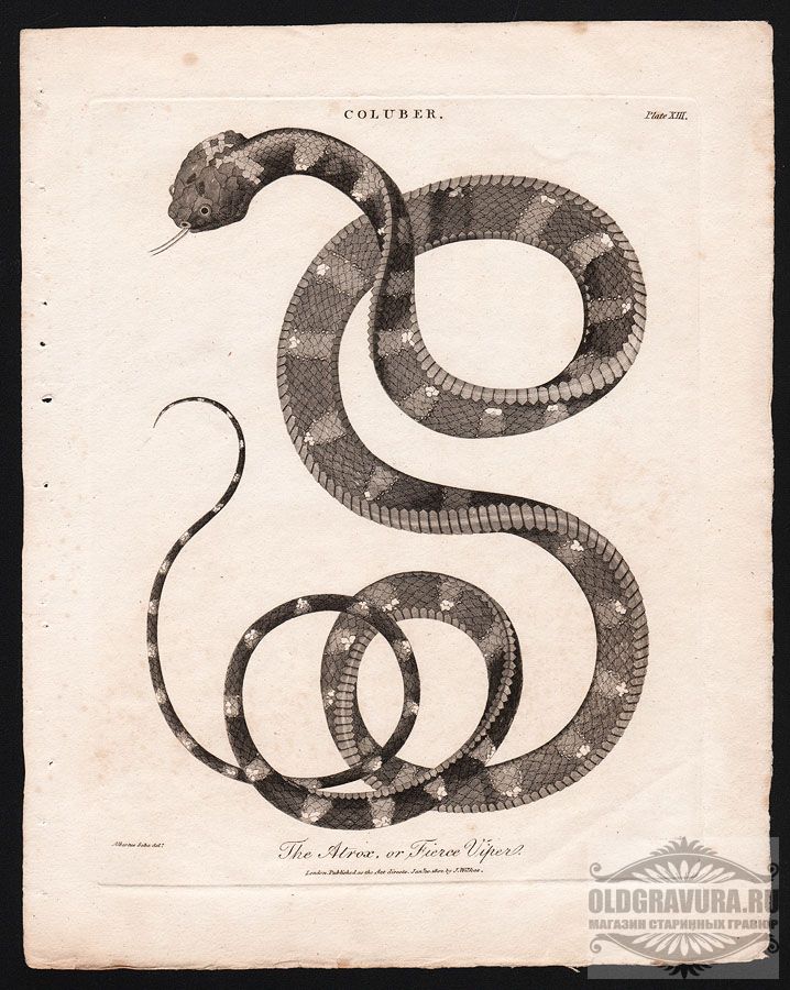 Какой по гороскопу 1965. Змей гравюра. Год деревянной змеи. Знак зодиака змея. 1977 Год змеи.