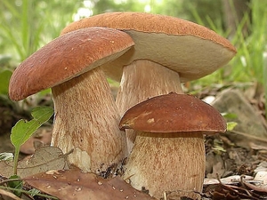 Выращивание белых грибов: особенности 