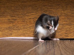 Как вывести мышей с дома