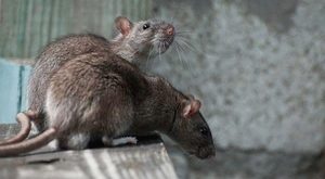 Как бороться с мышами и крысами