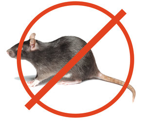 Заговоры против крыс и мышей