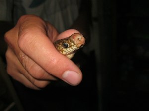 Змея в руках человека