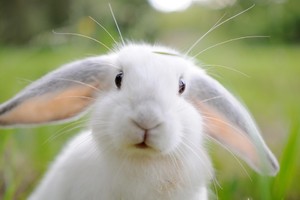 Белый кролик: сонник