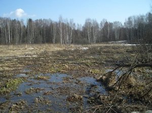 К чему видеть болото во сне