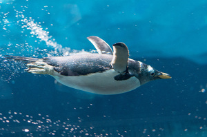 Пингвин плавает