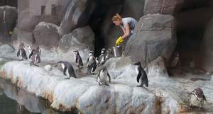 Пингвины в зоопарке