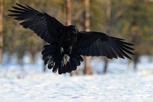 Ловить ворона