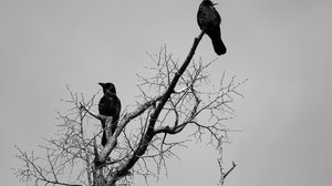 Ворона на дереве
