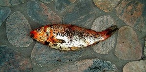 Оранжевая рыба