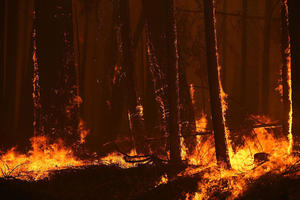 Деревья горят в лесу