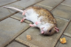 К чему снится дохлая крыса