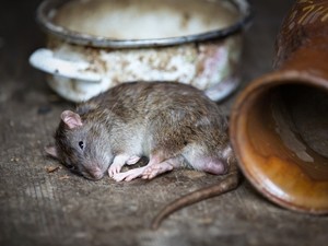 К чему снится дохлая крыса