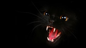 Трактование чёрной кошки во сне