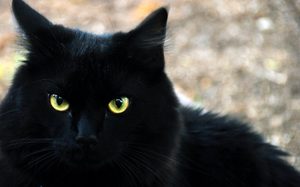 Почему снится чёрная кошка