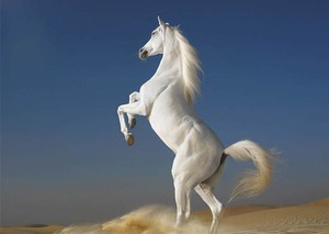 О чем предупредает сон о белой лошади