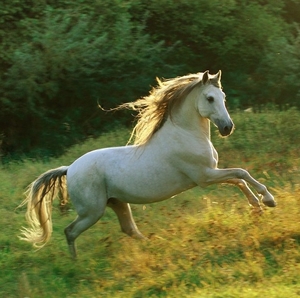 О чем говорит сон с белой лошадью