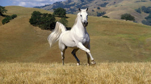  Белая лошадь: толкование по разным сонникам