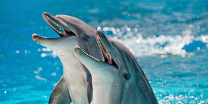 Значение сна про дельфина